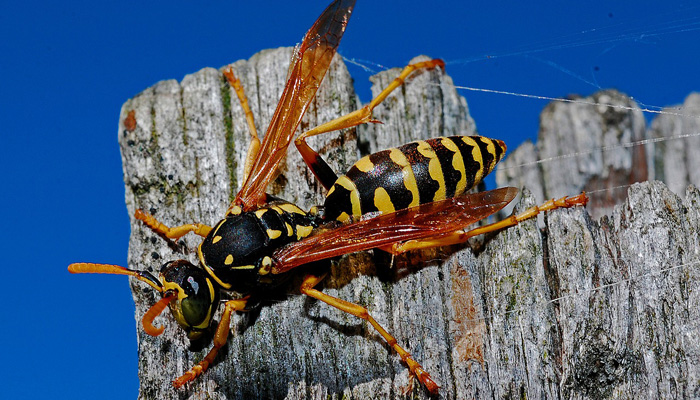 10-most-annoying-animals-of-all-time-higgypop