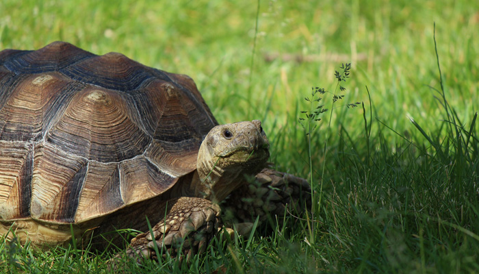 10 Most Boring Animals | Higgypop