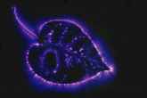 Kirlian Photography