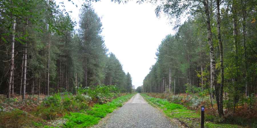 UFO on Rendlesham Forest UFO Trail